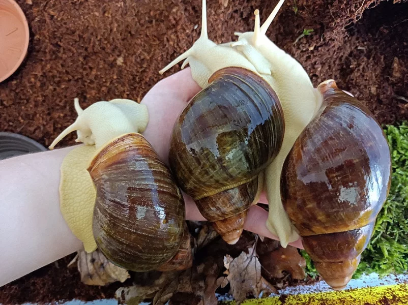 Africký šnek - Archachatina rhodostoma benin albino body