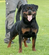 rottweiler s pp