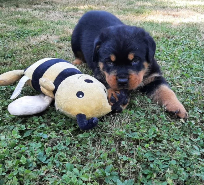 rottweiler s pp