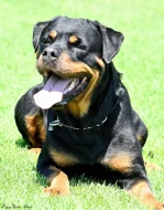 rottweiler s pp