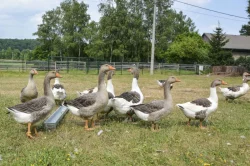 Prodám husy Landeské a Pomořanské