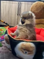 Pomeranian s PP FCI -