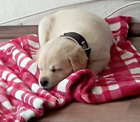 Kríženec labradora retriever