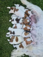 Jack Russell teriér