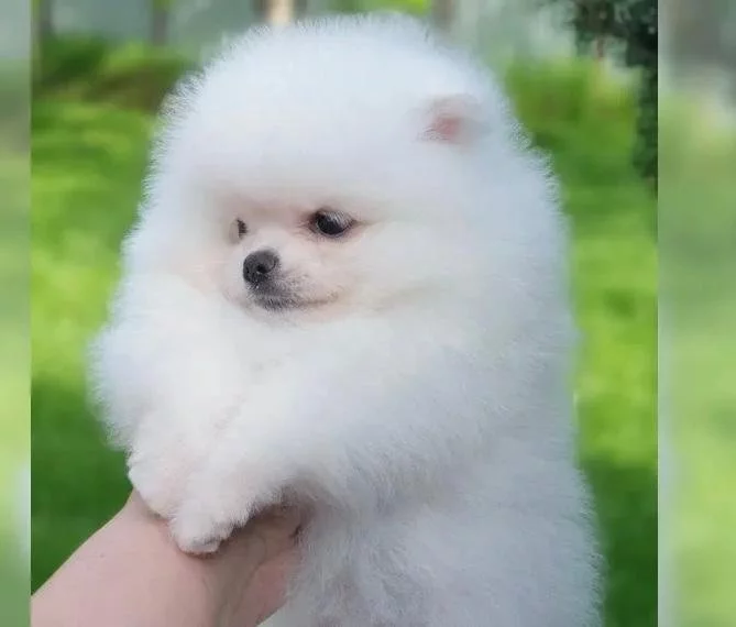 Mini pomeranian bez PP