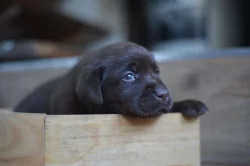 Labrador retriever