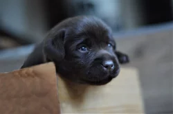 Labrador retriever