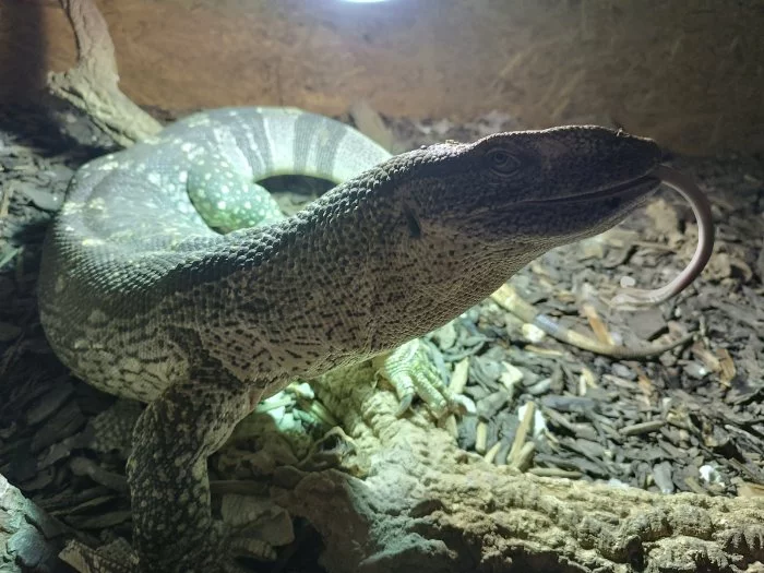 Varanus albigularis