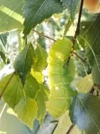 Actias luna