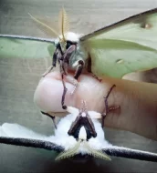 Actias luna