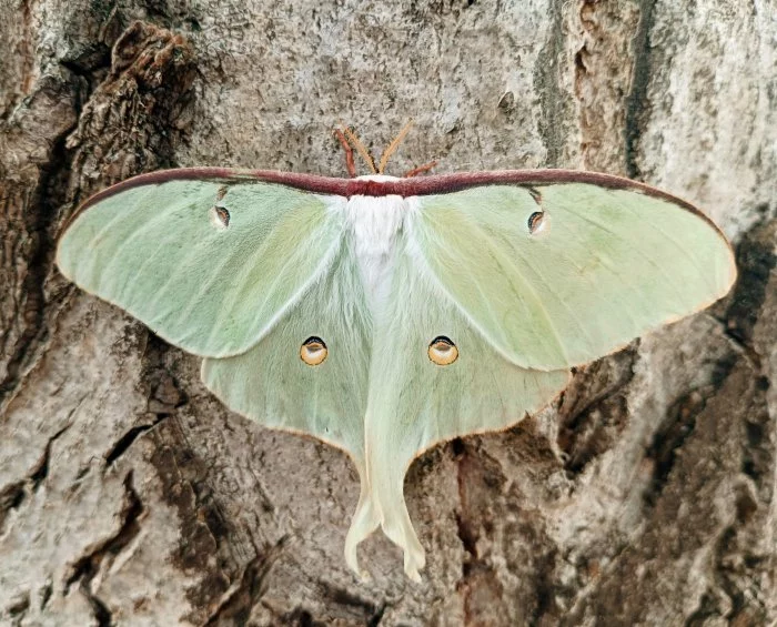 Actias luna