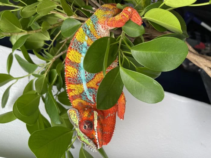 Chameleon pardálí listopad-prosinec