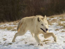 severoamerický indiánský pes, vlk, vlčí hybrid, vlčí kříženec, north american indian dog