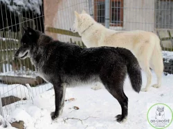 severoamerický indiánský pes, vlk, vlčí hybrid, vlčí kříženec, north american indian dog