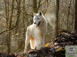 severoamerický indiánský pes, vlk, vlčí hybrid, vlčí kříženec, north american indian dog