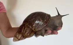 Obří šnek Archachatina marginata ovum XXL