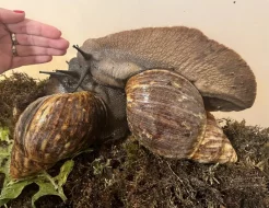 Obří šnek Archachatina marginata ovum XXL