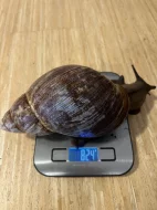 Obří šnek Archachatina marginata ovum XXL