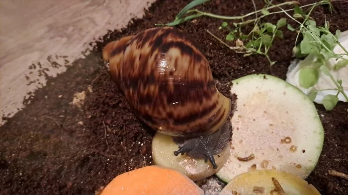 Exotický africký šnek Achachatina marginata ovum XXL,  F3