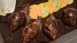 Exotický africký šnek Achachatina marginata ovum XXL,  F3