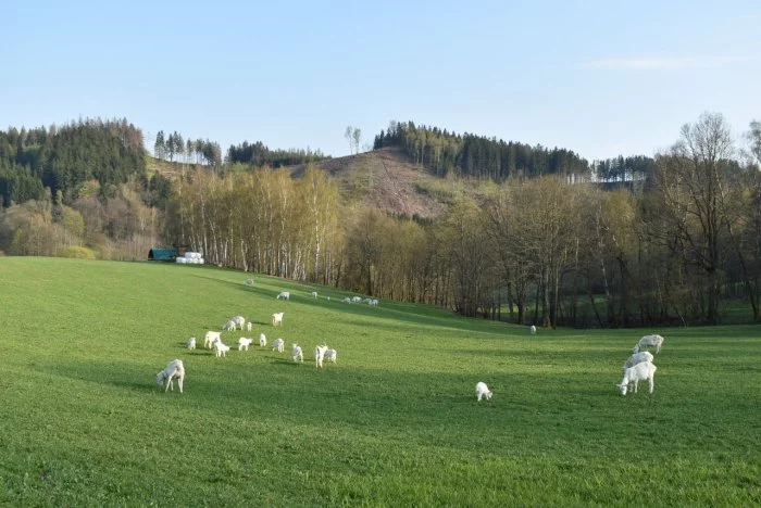 Prodám dvě letošní kozičky po velice kvalitní dojnici - koza česká bílá krátkosrstá,