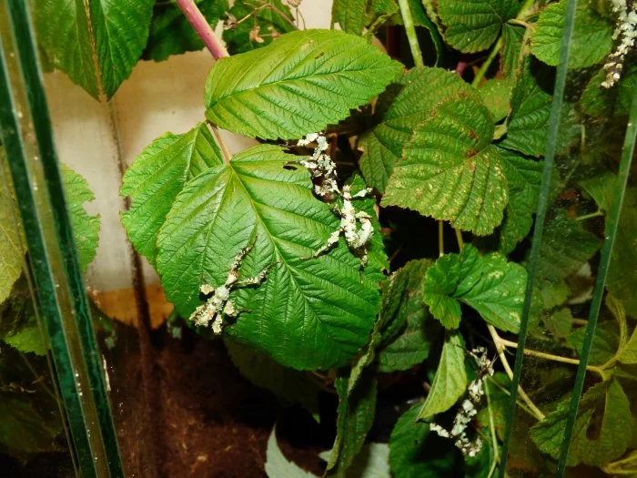 Strašilka australská (Extatosoma tiaratum) lichen