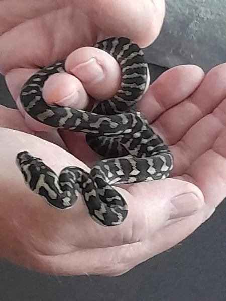 Morelia spilota cheynei