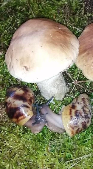 Africký šnek Archachatina marginata suturalis dark a albino body