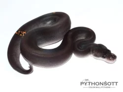 KRAJTA KRÁLOVSKÁ - Python regius