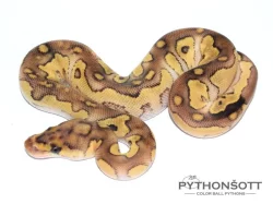 KRAJTA KRÁLOVSKÁ - Python regius