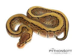 KRAJTA KRÁLOVSKÁ - Python regius