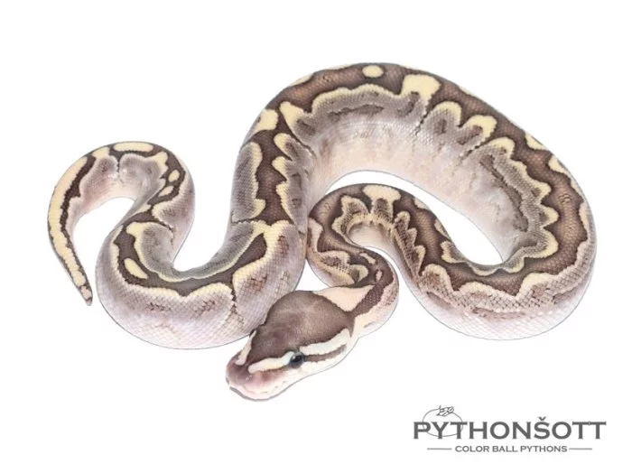 KRAJTA KRÁLOVSKÁ - Python regius