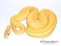 KRAJTA KRÁLOVSKÁ - Python regius