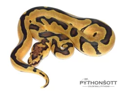 KRAJTA KRÁLOVSKÁ - Python regius