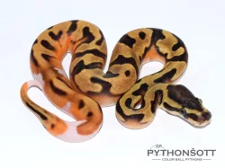 KRAJTA KRÁLOVSKÁ - Python regius