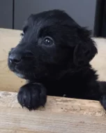 Štěňátka flat coated retriever/zlatý retriever