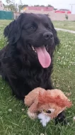 Štěňátka flat coated retriever/zlatý retriever