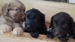 Štěňátka flat coated retriever/zlatý retriever