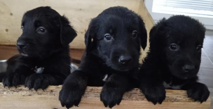 Štěňátka flat coated retriever/zlatý retriever