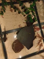 Axolotl Mexický