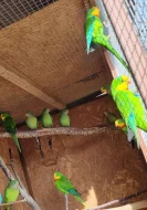 Prodám papoušky nádherné chovný pár  i mladé