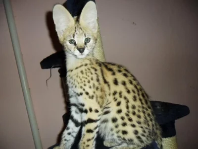 serval a caracal koťata dostupná