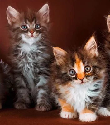 registrovaný rodokmen Maine Coon Kittens