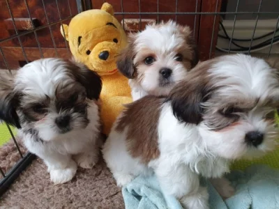 Štěňata Shih Tzu