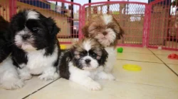 Štěňata Shih Tzu