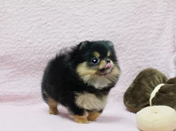 Německý špic trpasličí (pomeranian)