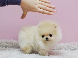 Německý špic trpasličí (pomeranian)