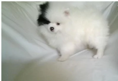 K dispozici štěňata pomeranian