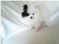 K dispozici štěňata pomeranian