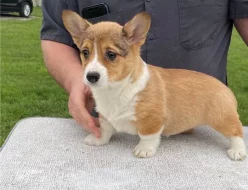 Prodám štěňata pembroke welsh corgi.